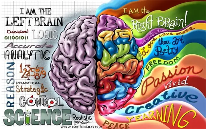 sağ sol beyin