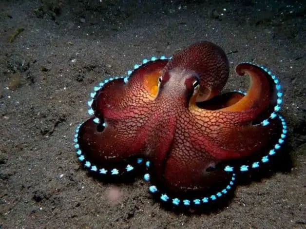 Octo