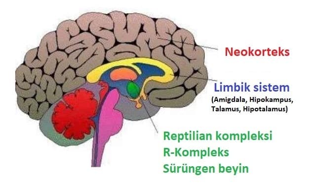 R Kompleks