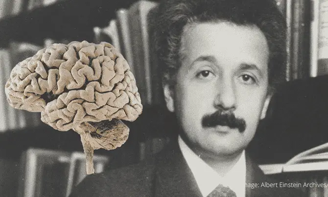 Albert Einstein beyni