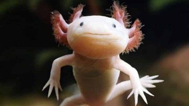 Aksolotl