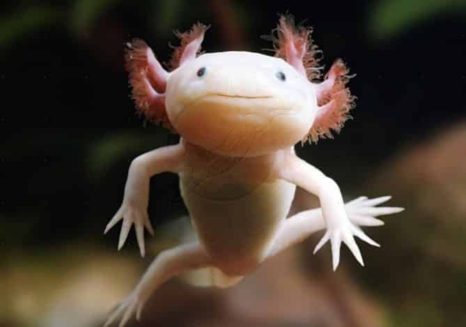 Axolotl
