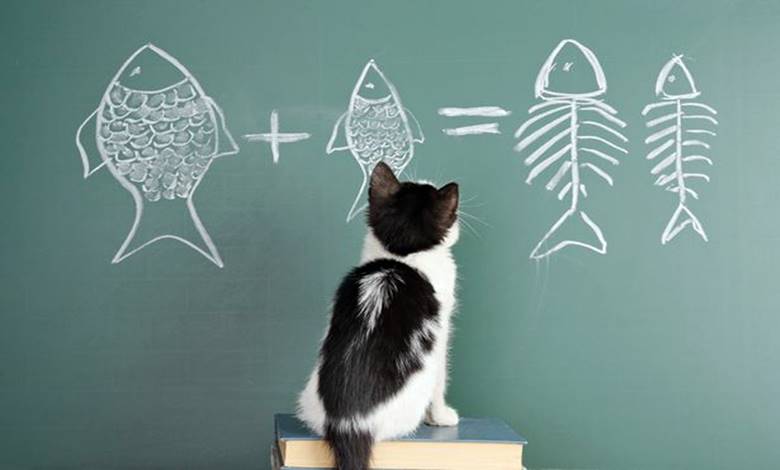 Hayvanlar Matematik Yapabiliyor mu? Sayı Duyusunu Diğer Canlılarla da Paylaşıyor muyuz?