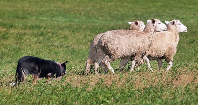 oban köpekleri sürü matematik