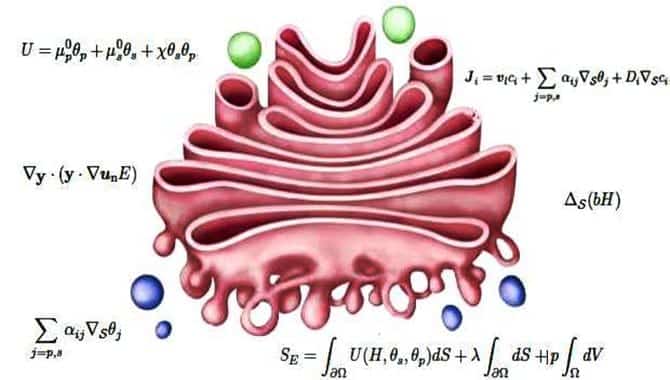 Matematik İle Biyoloji Arasında Bir Köprü: Biyomatematik