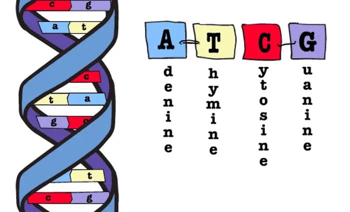 dna