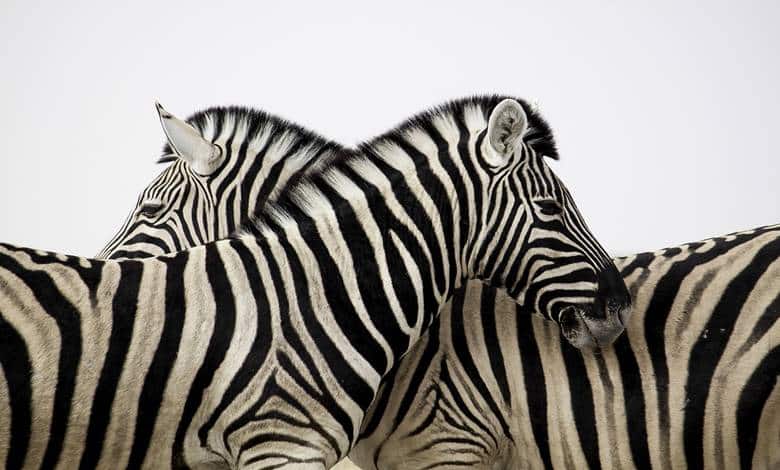 barkod, zebra