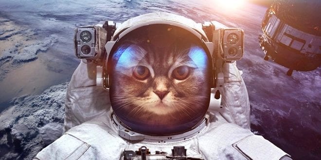 Uzay Yolculuğunun Sessiz Kahramanları Uzaya Gönderilen Hayvanlar