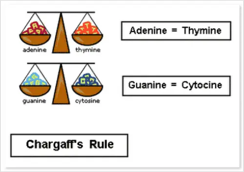 Chargaff Kuralları