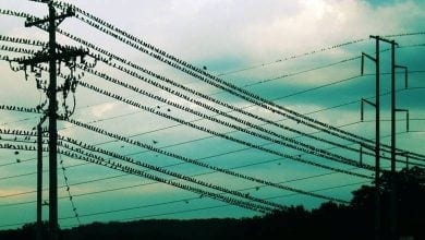elektrik telleri kuşlar