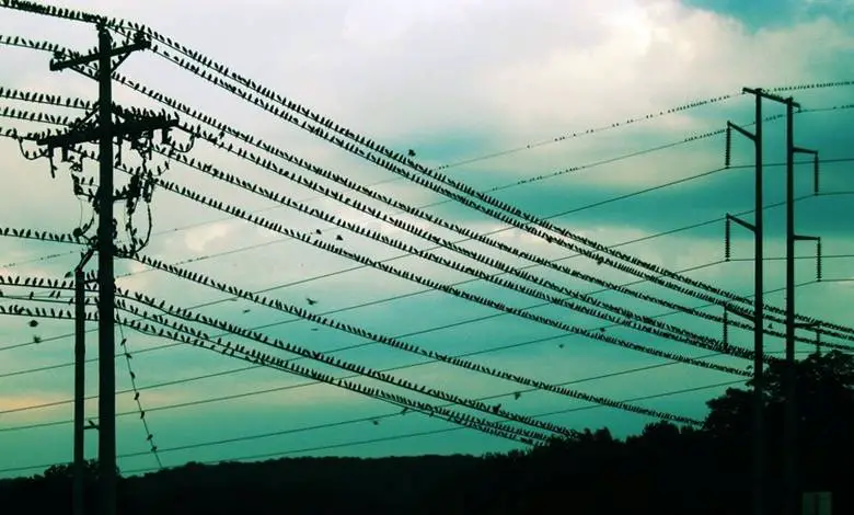 elektrik telleri kuşlar