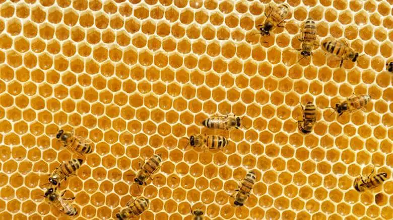 Arılar Bal Peteklerini Neden Altıgen Biçiminde Yaparlar?