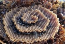 spiral arı kovanları