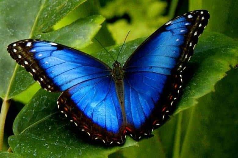 Doğada Mavi Renk