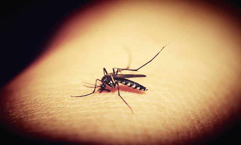 Sivrisinekler Neden Bazı İnsanları Diğerlerinden Daha Çok Isırır?