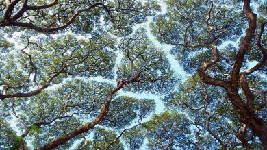 taç utangaçlığı