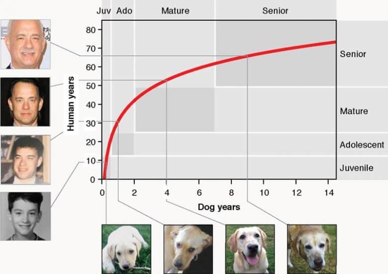 Köpek Yaşı Hesaplama