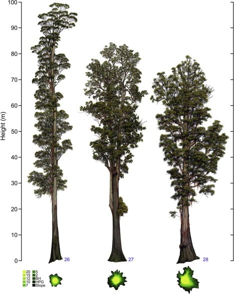 Dünyanın En Uzun Ağacı Hyperion Daha Ne Kadar Büyüyebilir?