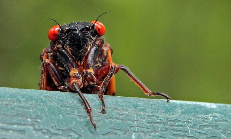 Asal Sayılar ve Ağustos Böceklerinin İlişkisi