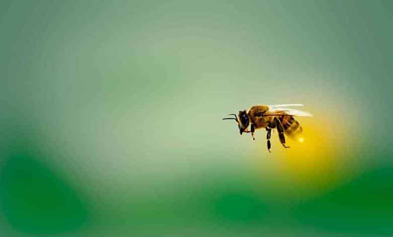 Arılar Yok Olursa İnsanlar da Gerçekten Yok Olur mu?