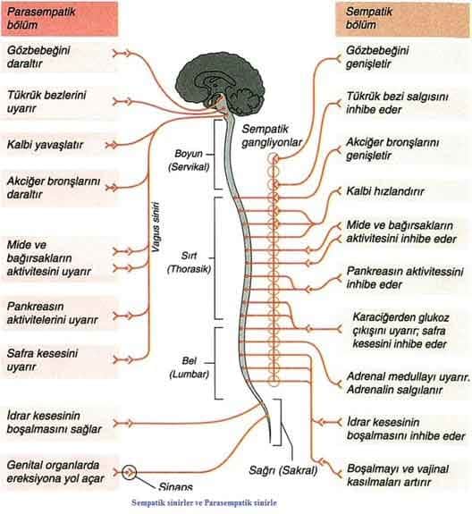 Stres Nedir? Bizi Nasıl Etkiler Ve Nasıl Başa Çıkabiliriz?