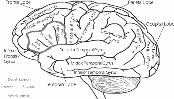 Zihin Gözü Körlüğü: Aphantasia ( Afantazya) Nedir? 