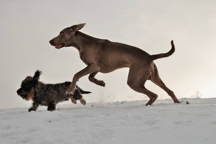 Köpek Yaşı Hesaplama