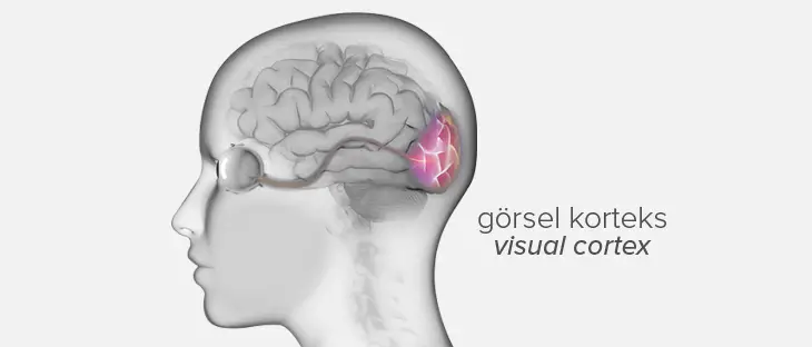 Görmediğiniz Halde Birinin Size Baktığını Nasıl Hissedersiniz?