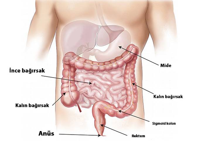 sindirim sistemi organları