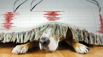 hayvanlar altıncı his