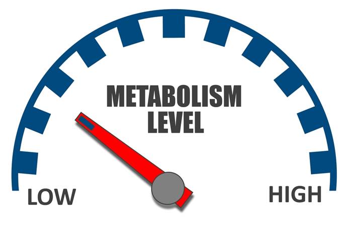 Metabolizma Nedir?