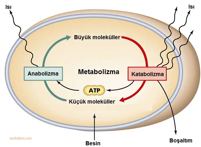 Metabolizma Nedir?
