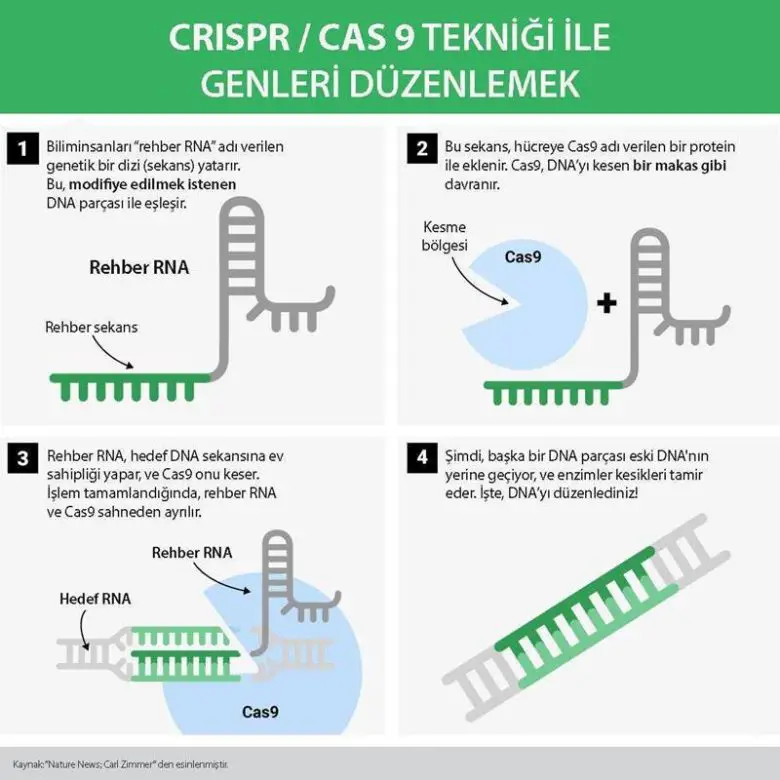 CRISPR Gen Düzenleme Nedir? Genetik Bilimi Nereye Doğru Gidiyor?