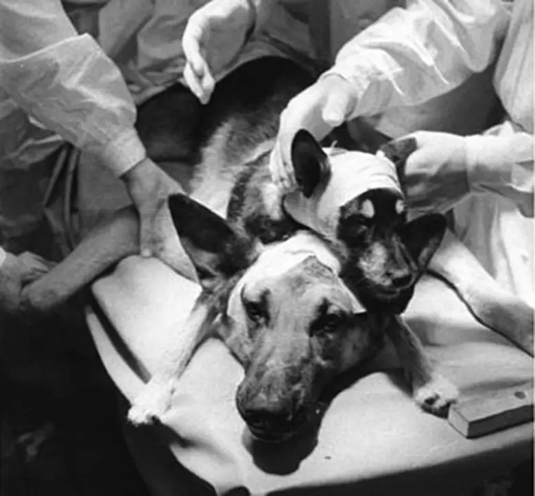 Vladimir Demikhov İki Başlı Köpek Deneylerini Neden Yaptı?