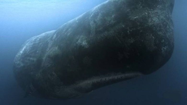 Mocha Dick: Moby Dick'e Adını Veren İspermeçet Balinası İle Tanışın