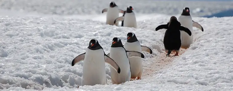 Penguenler Neden Uçamaz?