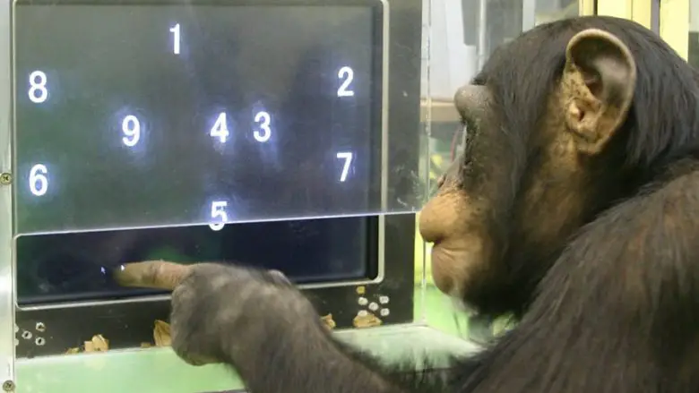Hayvanlar da Matematik Yapabiliyor mu?