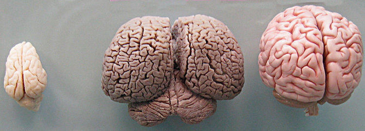 beyin büyüklüğü zeka ilişkisi