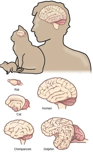 beyin büyüklüğü