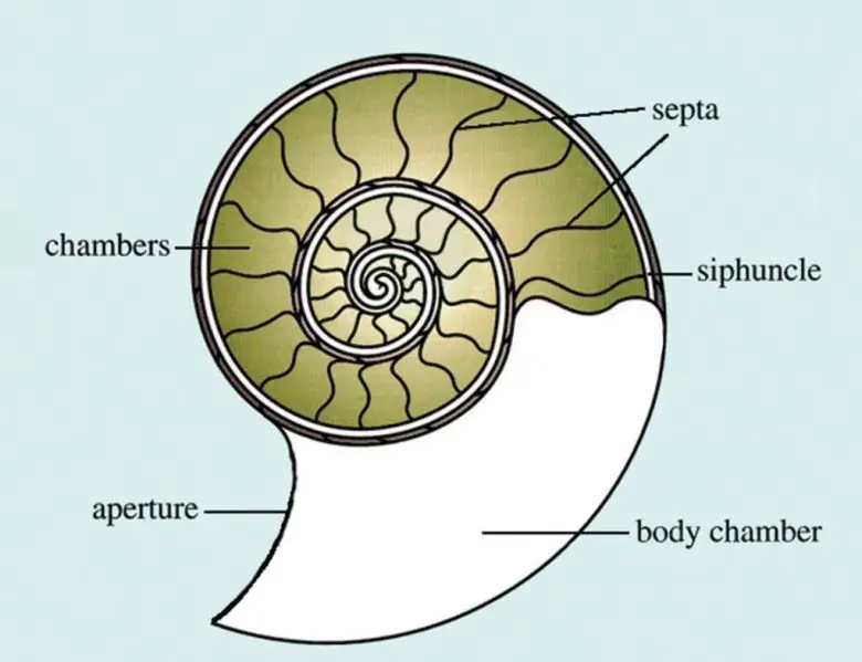 Bir Zamanlar Denizlere Hükmeden Ammonitler Nedir?