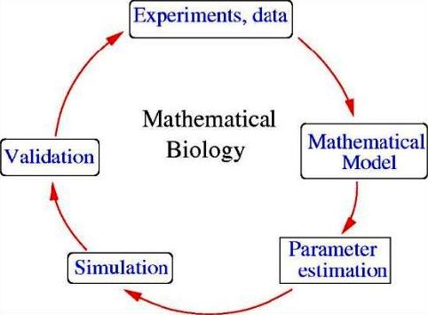 Matematik Artı Biyoloji: Biyomatematik (Matematiksel Biyoloji) Dünyayı Nasıl Değiştiriyor?
