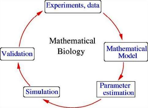 Matematik Kanser Oluşumu Süreçlerini Daha İyi Anlamamızı Sağlıyor