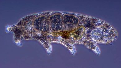 tardigrad
