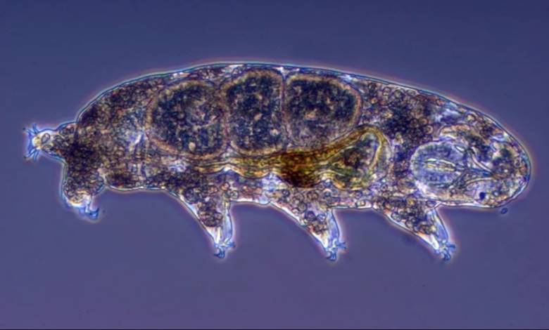 tardigrad