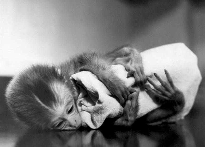 Maymun Deneyleriyle Anne Sevgisini Araştıran Harry Harlow'un Tartışmalı Hikayesi