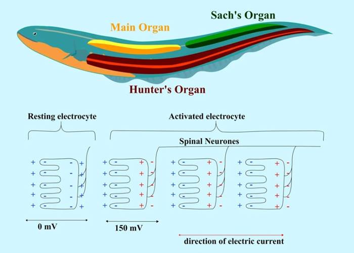 Elektrikli Yılan Balığı Nasıl Elektrik Üretir?