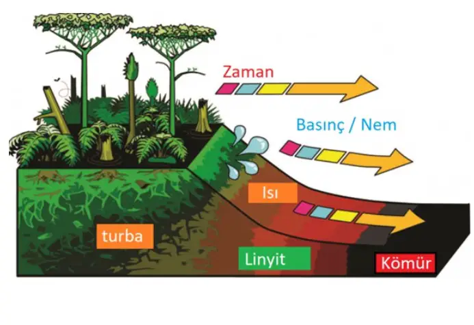 Kömür Nedir? Nasıl Oluşur? Kömür Madenleri Neden Patlar?