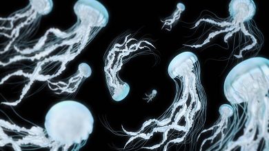 ölümsüz denizanası