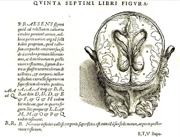 Andreas Vesalius Kimdir?