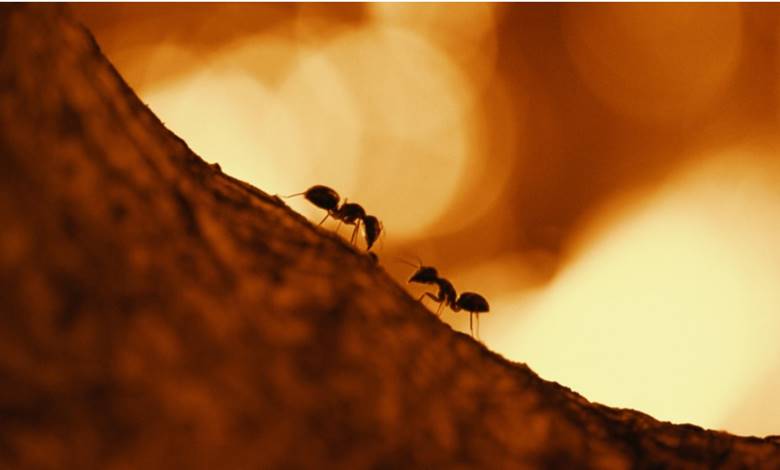 Dünyada 20 Katrilyon Karınca Yaşıyor Peki Bu Ne Anlama Geliyor